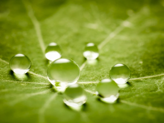 Water Droplets on Leaf