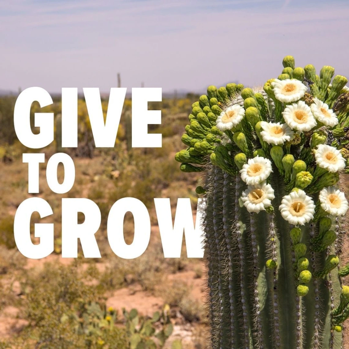 give to grow desert scene with cactus blooming