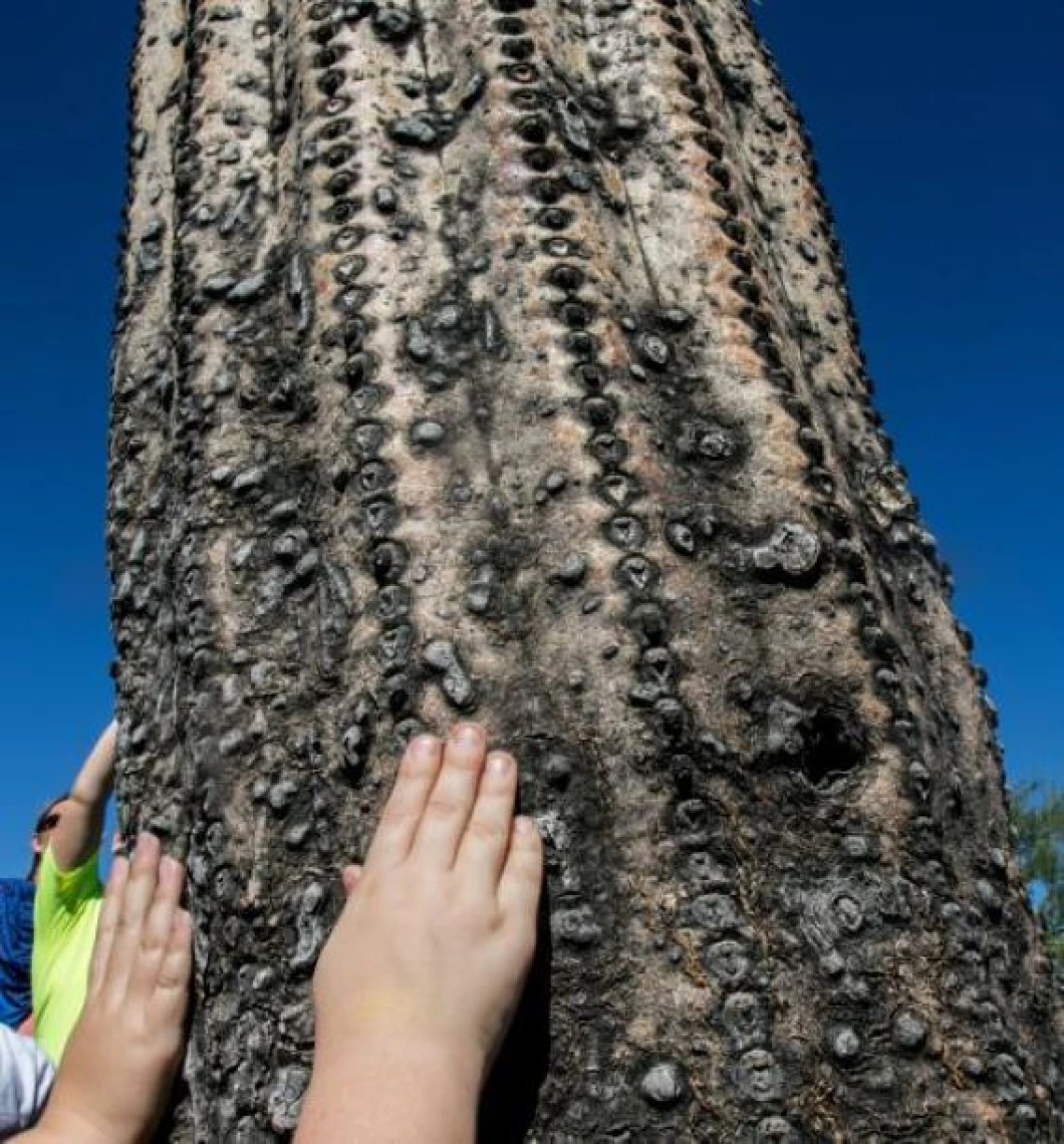 close up view of sahuaro with small hands touching it